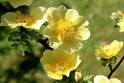 Rosa xanthina 'Canary Bird' - růže zlatožlutá - detail květu